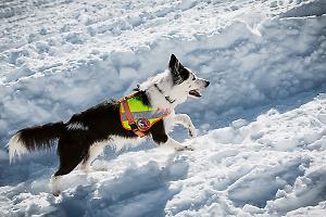 Cani da valanga piemontesi: operativi a pieno regime per la sicurezza in montagna