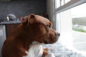 Lite condominiale per un pitbull: due vicini condannati a quattro mesi
