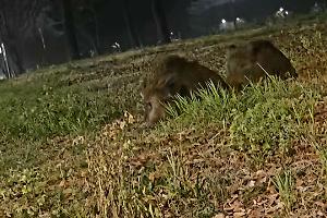 Cinghiali tra strada Castello e via Artom: nuovo avvistamento, cresce la paura a Mirafiori Sud