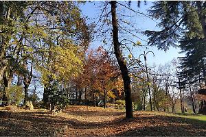 Bra, parte la nuova manutenzione del verde: potature, sostituzioni e aiuole in ordine