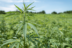 Cuneo, rapina in un deposito di cannabis light: sette arresti dopo le indagini