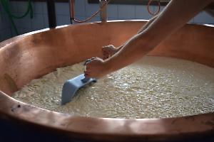 Latte in crisi, ma l’Italia risponde: accordo storico per tutelare gli allevatori