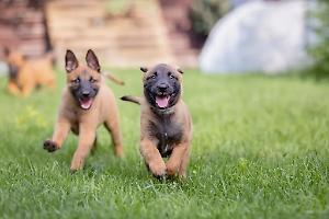 E’ il cane più bello su tutti i social: Malinois, i pro e i contro della razza