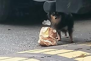 "Chihuahua a 50 euro": tre cani chiusi nel camper da mesi. Ma ancora nessuno interviene