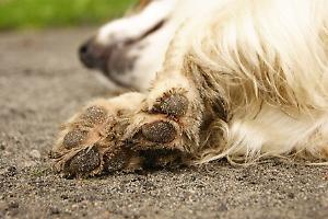 Cani nel fango e isolati: l’assessore all’ambiente nel verbale