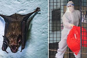 Nuovi casi di virus Nipah, autorità in allerta