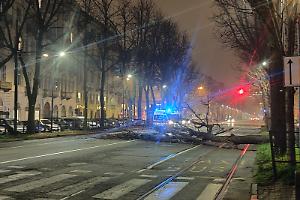 Linea 15 deviata in entrambe le direzioni per una caduta di albero