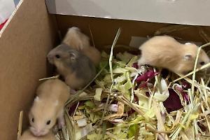 Settimo, nove criceti abbandonati sul marciapiede, salvati sia adulti e cuccioli