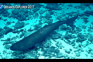 Lo straordinario avvistamento dello squalo dormiente in Antartide: il video