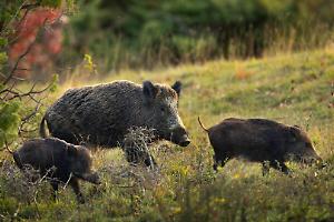Cinghiali, il tavolo tra Comuni vuoto. Disabato intanto chiede lo stop alla caccia