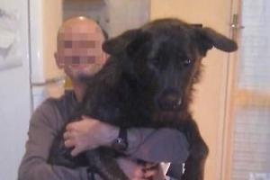 Uccise il suo cane a martellate: a processo l'animalista