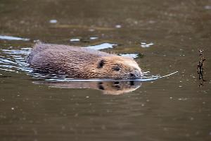 Il castoro europeo è tornato in Piemonte: 500 anni dopo il suo ritorno lungo il Ticino