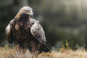 Aquila reale in difficoltà salvata sulle alture di Domodossola