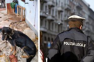 Cani maltrattati e abbandonati salvati in condizioni drammatiche a Giaveno