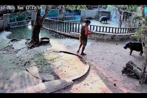 Entra nel recinto dello zoo per fotografare l’ippopotamo pigmeo più famoso del mondo