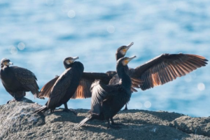 L’invasione dei cormorani nel Tanaro: un’emergenza per l’ecosistema piemontese