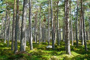 Foreste piemontesi, un tesoro di servizi ecosistemici da valorizzare