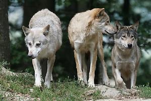 Allarme lupi in Italia: almeno 30 morti in due mesi e un trend in crescita