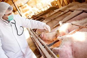 Peste suina: quattro nuovi casi in Liguria, nessun contagio in Piemonte