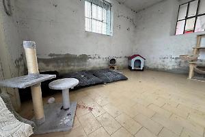 Poirino, appello per la colonia felina dell’ecocentro: scarseggiano cibo e scorte