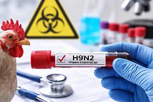 Influenza aviaria: ecco perché il caso lombardo non deve spaventare