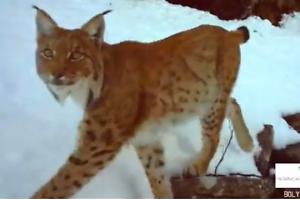 La lince torna in Val d'Ossola: nuovo avvistamento sui monti