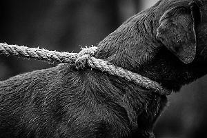 Orrore nel Canavese: cane legato al trattore e trascinato vivo sulla provinciale