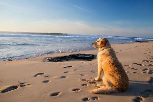 Cagnolina libera sulla spiaggia: multa da oltre 100 euro