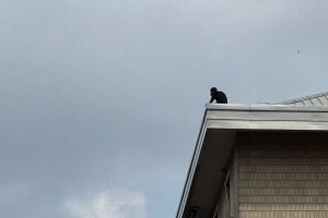 Uomo sul tetto “fino a lunedì non mi muovo da qui”