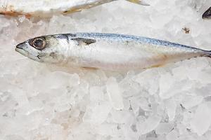 Allerta istamina nelle sardine congelate: il Ministero dispone il richiamo immediato