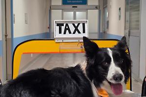 In sala operatoria con il cane: al Martini parte il progetto per accompagnare i piccoli pazienti
