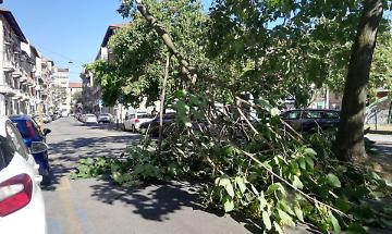 Albero cade sulla strada in via Buronzo: residenti e negozianti chiedono la messa in sicurezza