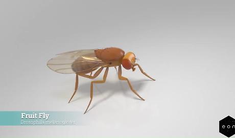 Dall&rsquo;atomo al bit: il primo cervello animale "resuscitato" in un computer