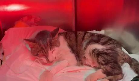 &ldquo;Chi ha fatto questo &egrave; un mostro&rdquo;: il dramma di Rosi, la gattina stuprata a Roma