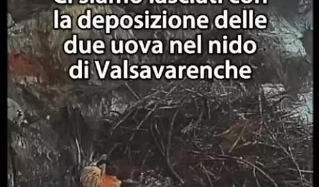 Primavera al Parco del Gran Paradiso: nascono i primi gipeti