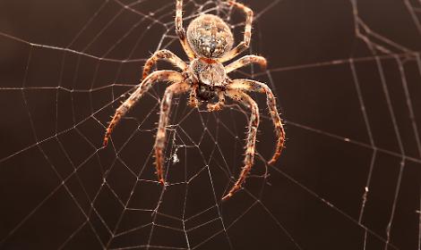 ragno ragnatela