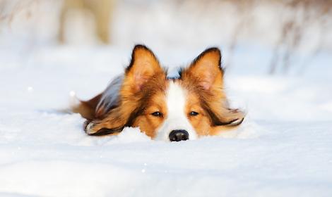 cane neve
