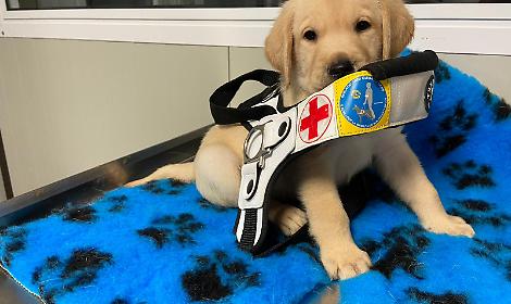 Un cucciolo per cambiare il destino, una voce per rompere il silenzio