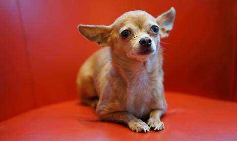 Un chihuahua