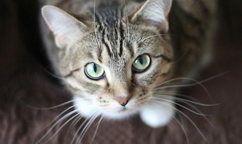 Un corso per capire i gatti: arriva il "Diploma di lingua felina" a Villanova Mondovì