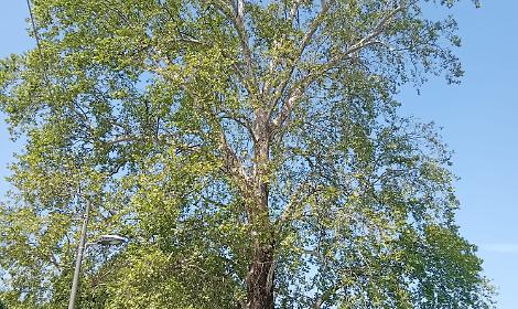 Strade provinciali: chiusure e modifiche al traffico per il taglio degli alberi e lavori di sicurezza