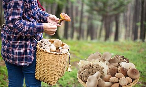 Funghi spontanei: l’ASL CN2 offre il controllo gratuito per mangiarli in sicurezza
