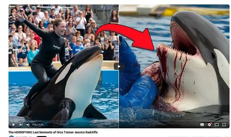 La bufala di Jessica Radcliffe e l’orca: il video virale che sta ingannando i social