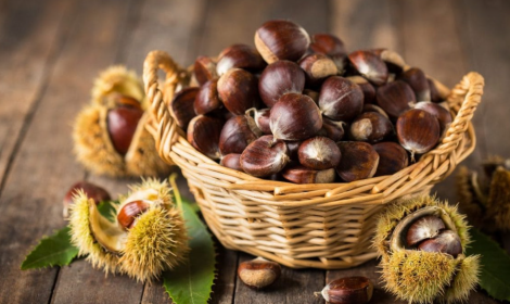 È tempo di castagne: nel torinese quasi 1800 quintali