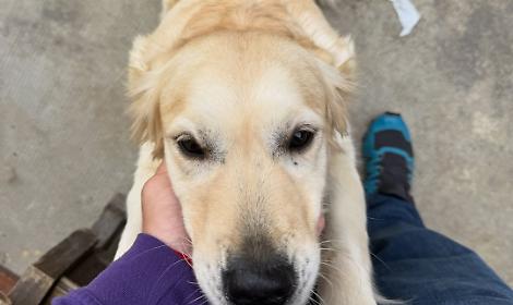 Da oggi, a Nichelino, si potrà essere sepolti insieme al proprio animale