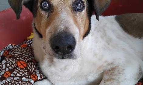 Zagor, un dolce nonnino in cerca di amore e serenità