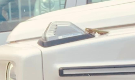 Mantide religiosa rischia di finire sotto le auto, salvata dai vigili in via Pianezza