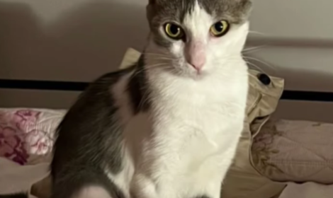 Micol, una micetta dal carattere unico