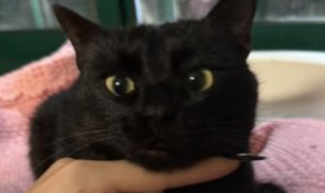 Nella notte &egrave; stato abbandonato dentro una lettiera