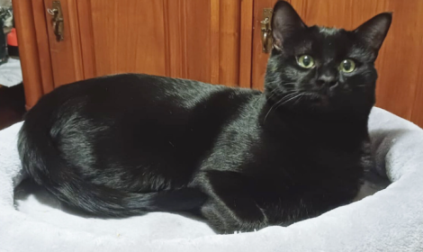 Carboncino, il gatto nero "del Piemonte"